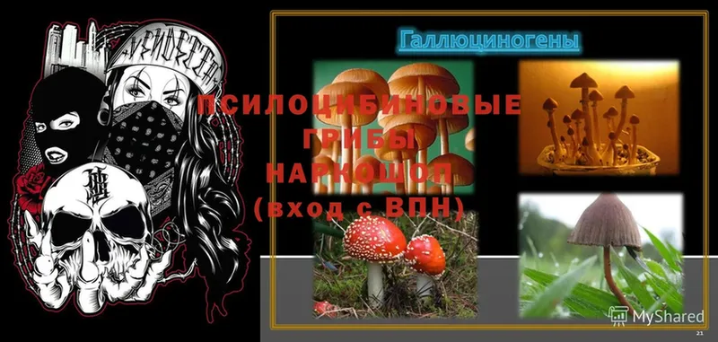 купить наркотики цена  Кировск  Галлюциногенные грибы MAGIC MUSHROOMS 